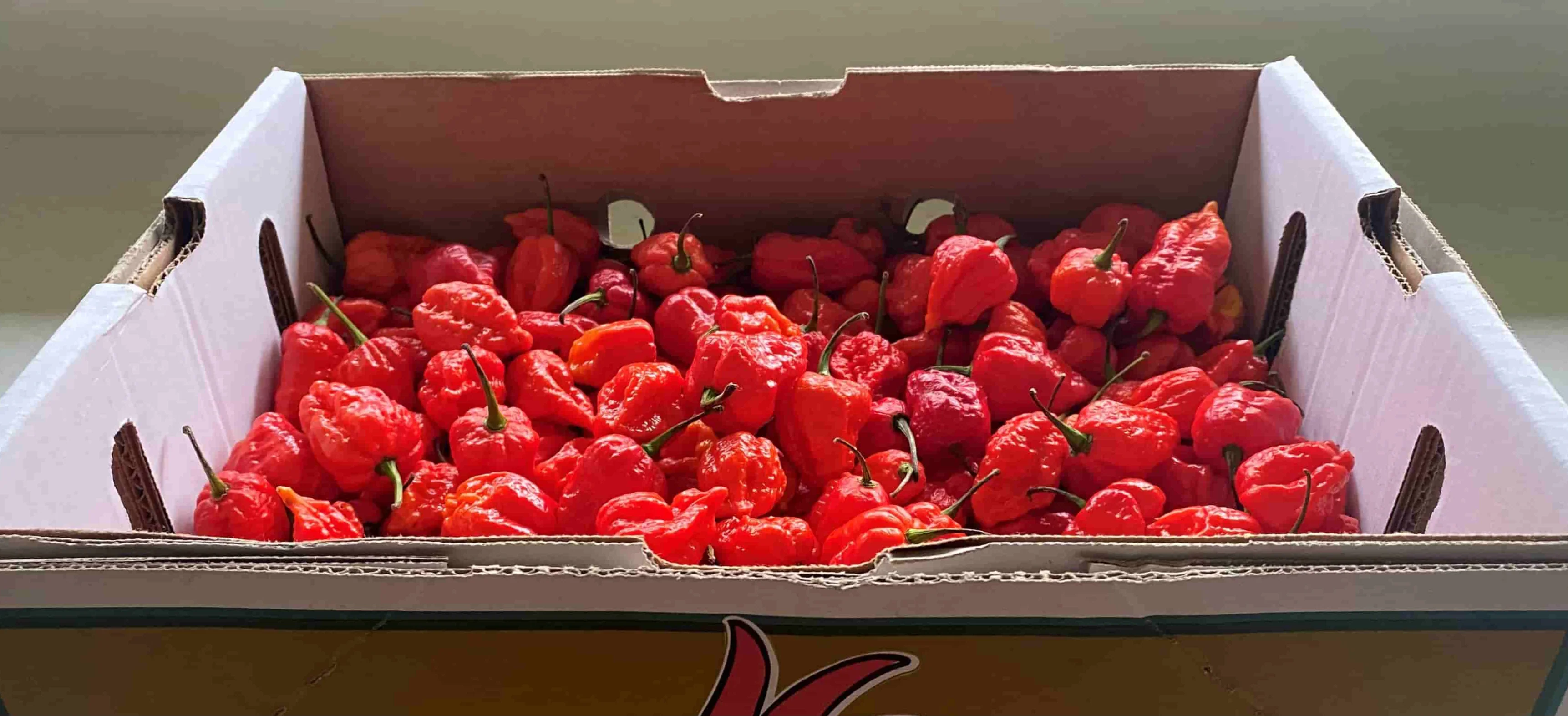 Carolina Reaper Red - Frozen Chilli - Image 3